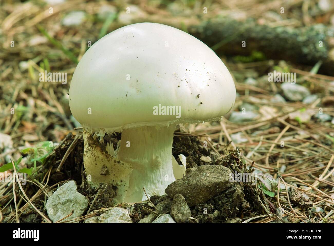 espécimen joven de huevo blanco europeo, agaricus campestris, agaricaceae Foto de stock