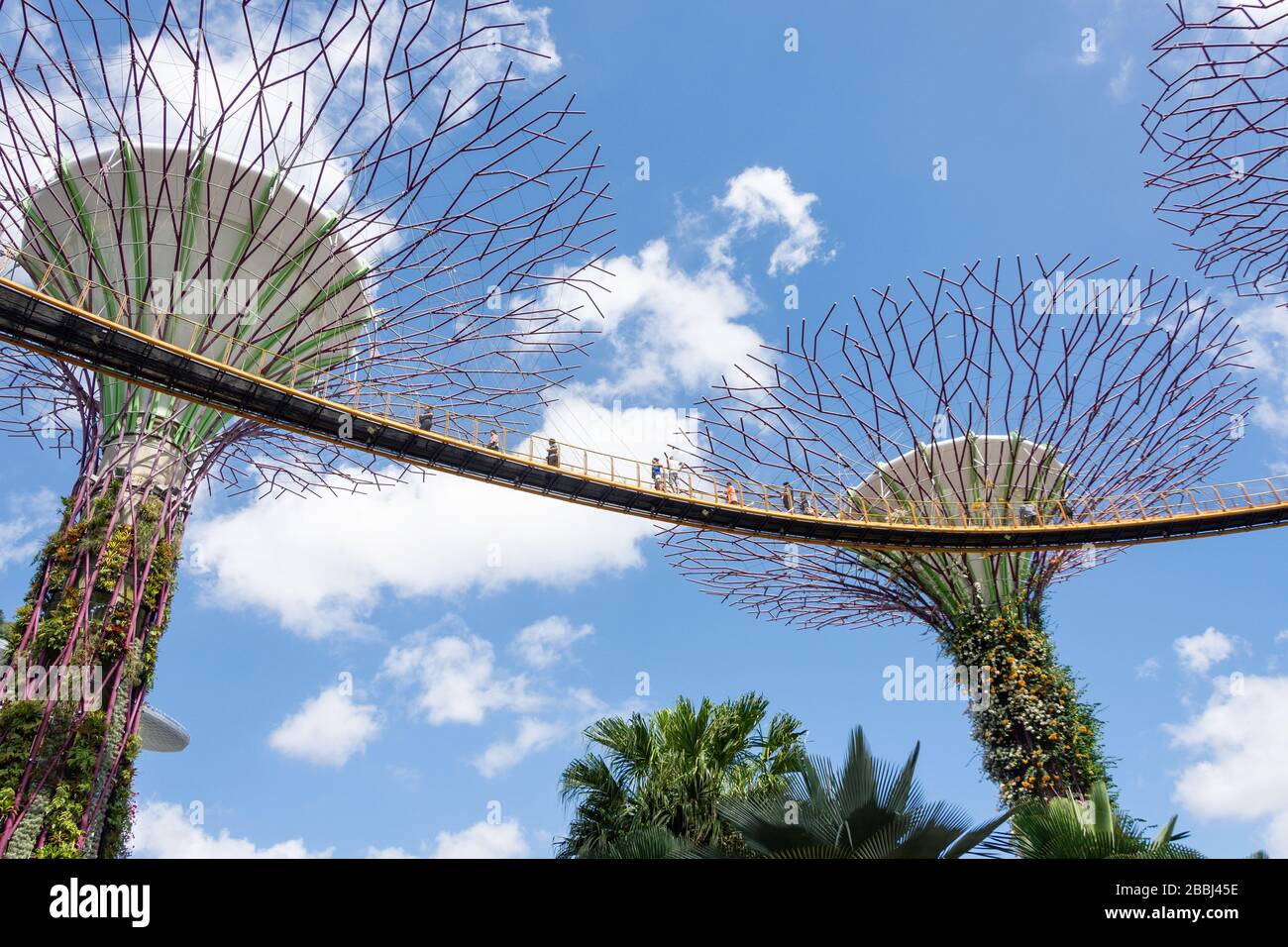 Skyway en Supertree Grove, Gardens by the Bay, Downtown Core, Marina South, Singapur Foto de stock