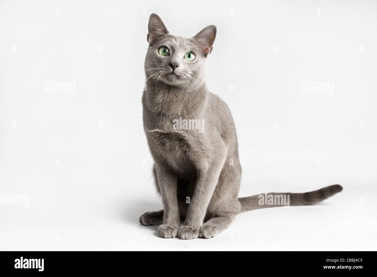 Fotografía de estudio de un gato azul ruso sobre fondos de colores  Fotografía de stock - Alamy