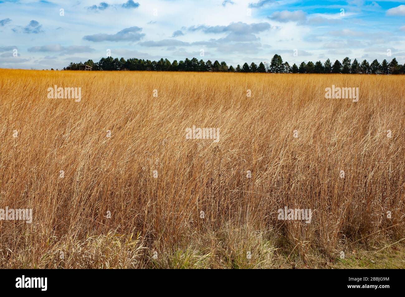 Gran campo de hierba de la pradera en el otoño Foto de stock