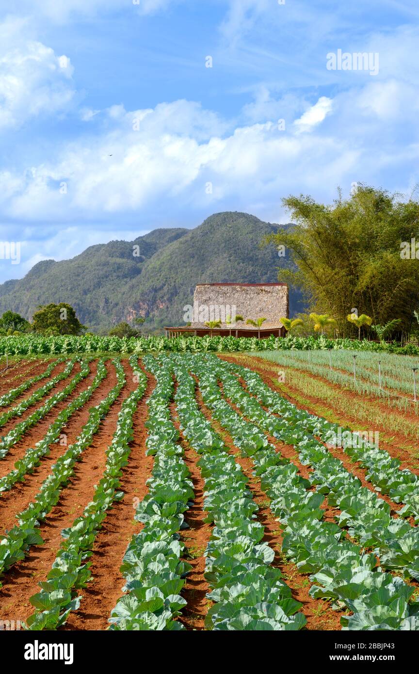 Granja de productos orgánicos, Vinales, Provincia de Pinar del Río, Cuba Foto de stock