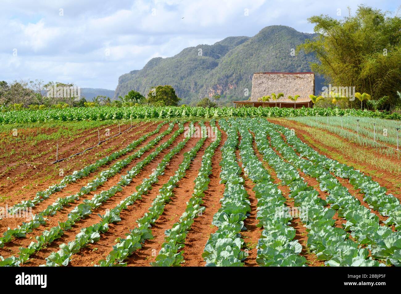 Granja de productos orgánicos, Vinales, Provincia de Pinar del Río, Cuba Foto de stock