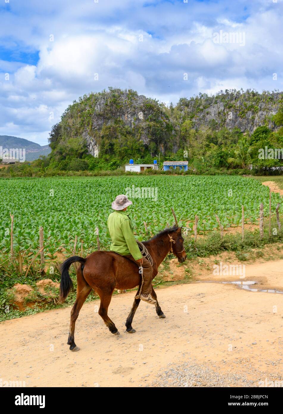 Hombre a caballo y campo de tabaco para cigarros, Vinales, Provincia Pinar del Río, Cuba Foto de stock