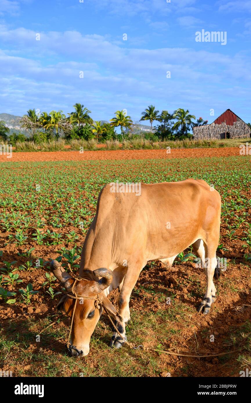 Vaca en el campo de tabaco de cigarros, Vinales, Provincia de Pinar del Río, Cuba Foto de stock