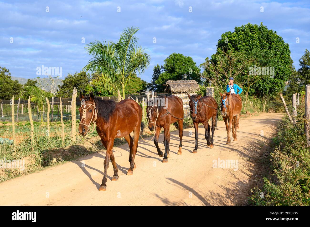 Hombre a caballo con cuerda de caballos, y campo de tabaco para cigarros, Vinales, Provincia Pinar del Río, Cuba Foto de stock