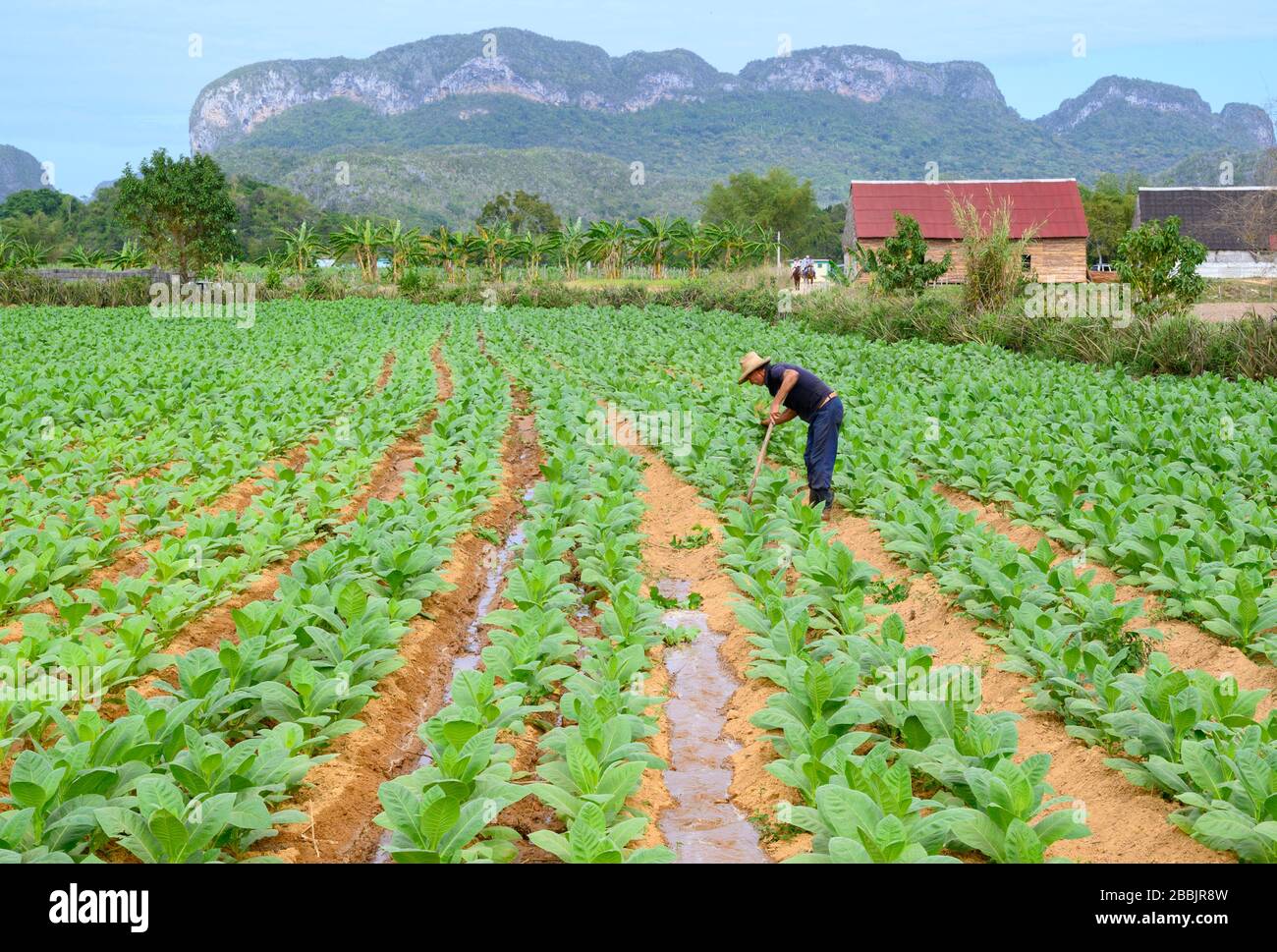 Granjero tiende el campo del tabaco del cigarro, Vinales, provincia de Pinar del Río, Cuba Foto de stock