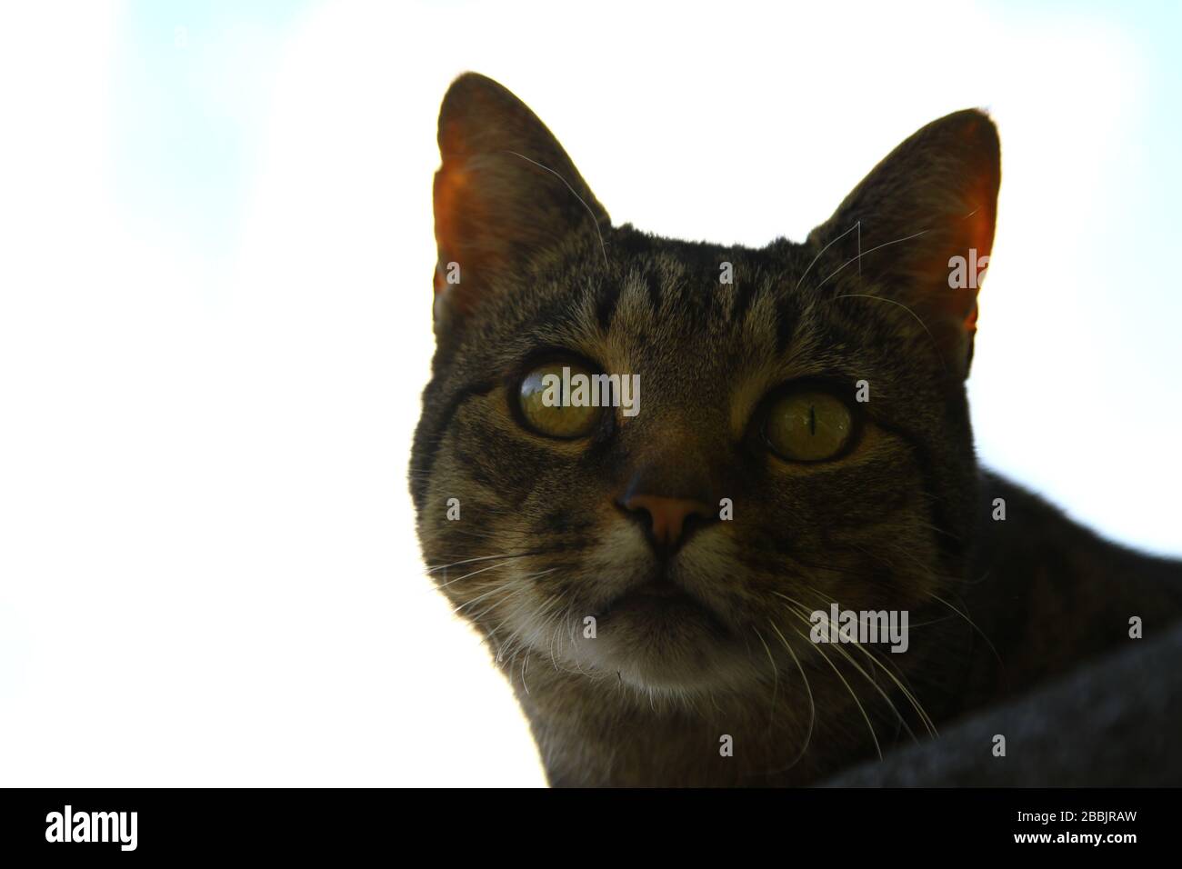 Los gatos matan pájaros fotografías e imágenes de alta resolución - Alamy