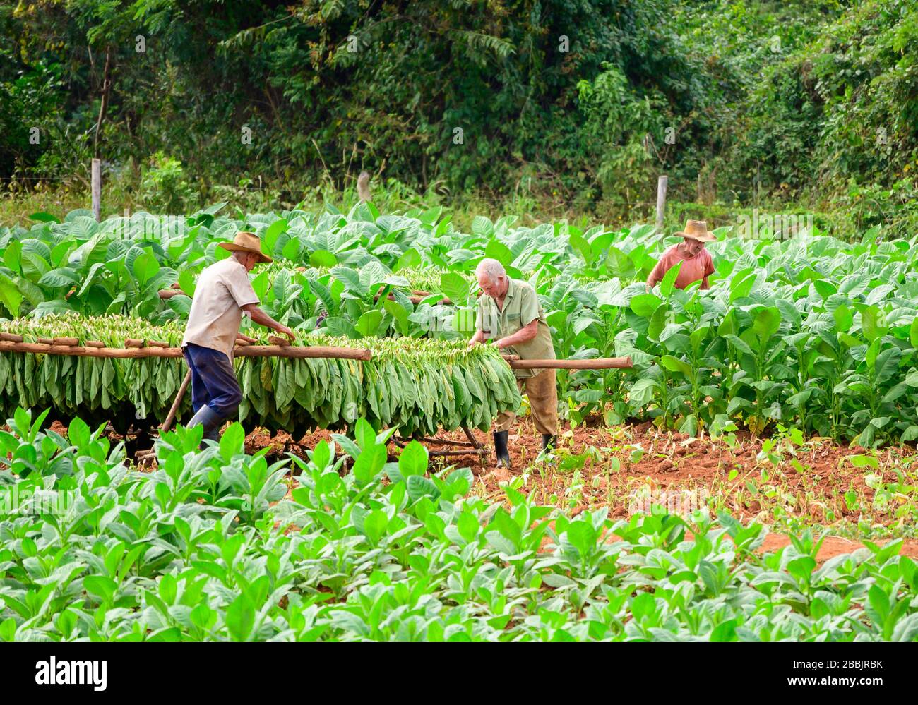 Cosecha de tabaco, Vinales, Provincia de Pinar del Río, Cuba Foto de stock