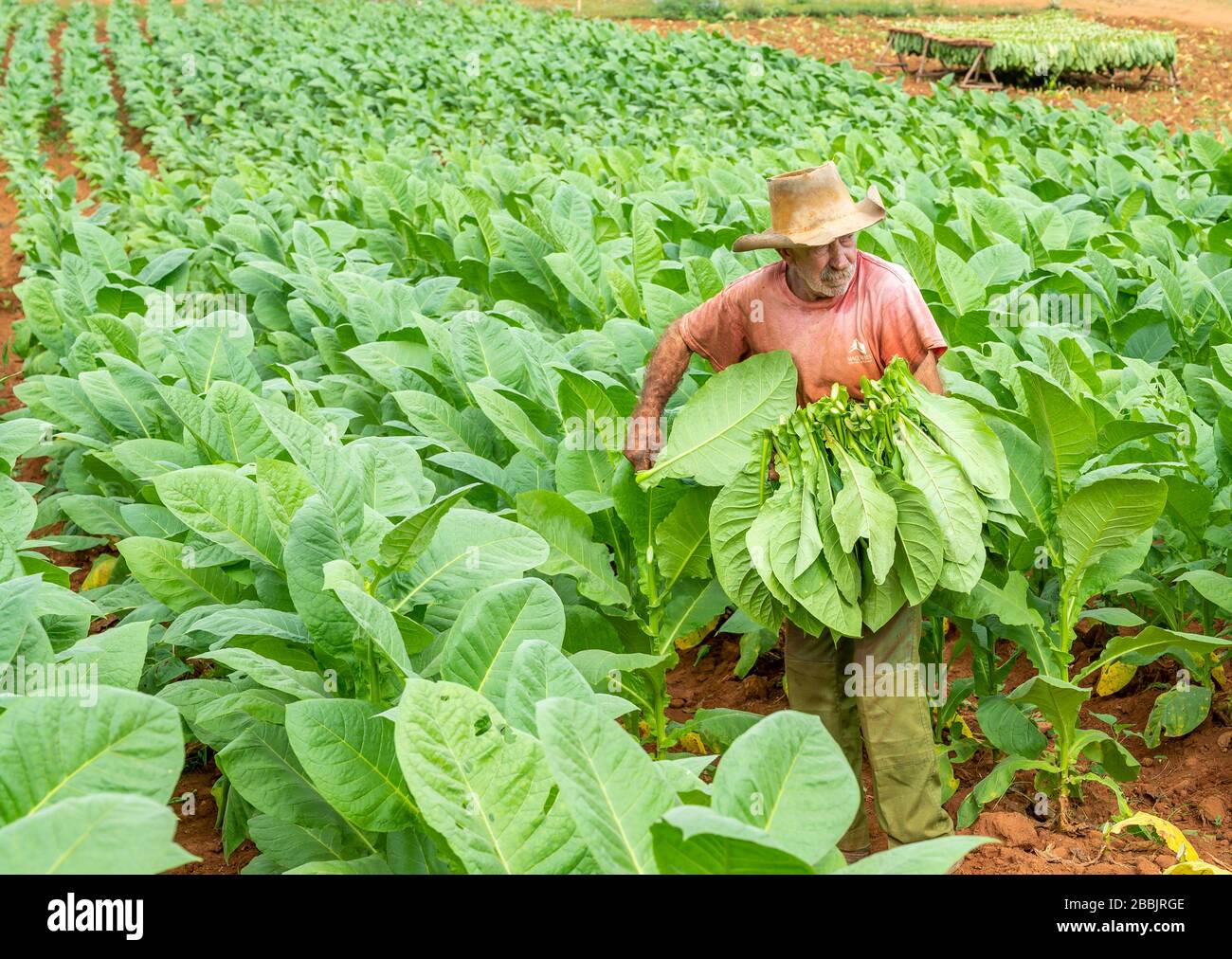 Cosecha de tabaco, Vinales, Provincia de Pinar del Río, Cuba Foto de stock