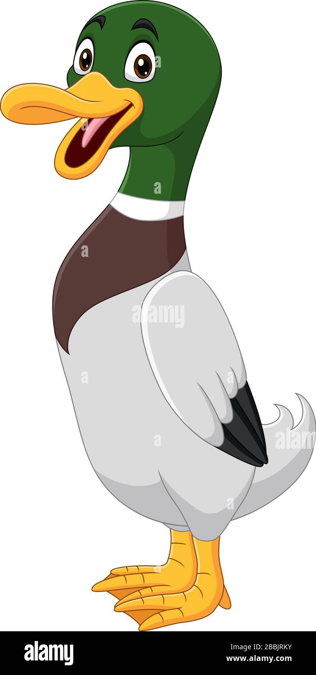 Lindo pato de dibujos animados sobre fondo blanco Imagen Vector de stock - Alamy Lindo pato de dibujos animados sobre fondo blanco Imagen Vector de stock - Alamy
