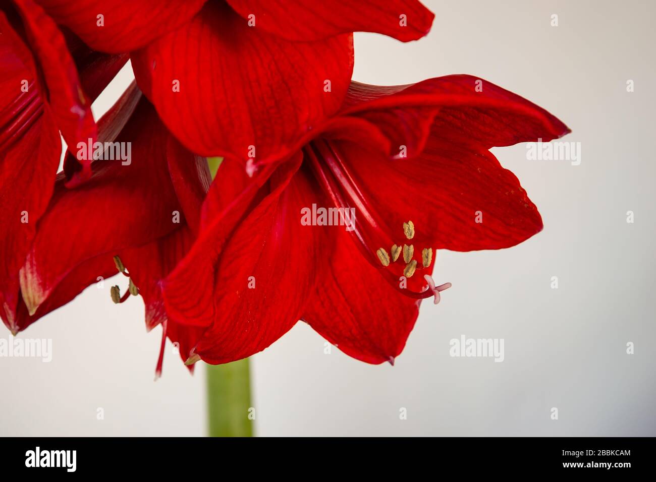 Cabeza de flor grande y roja de amaryllis Foto de stock