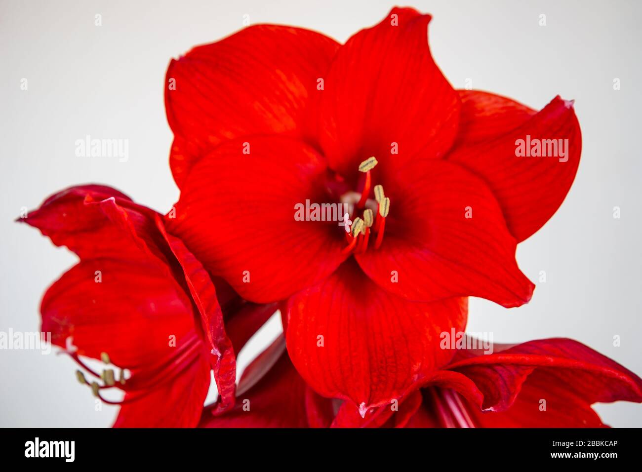 Cabeza de flor grande y roja de amaryllis Foto de stock