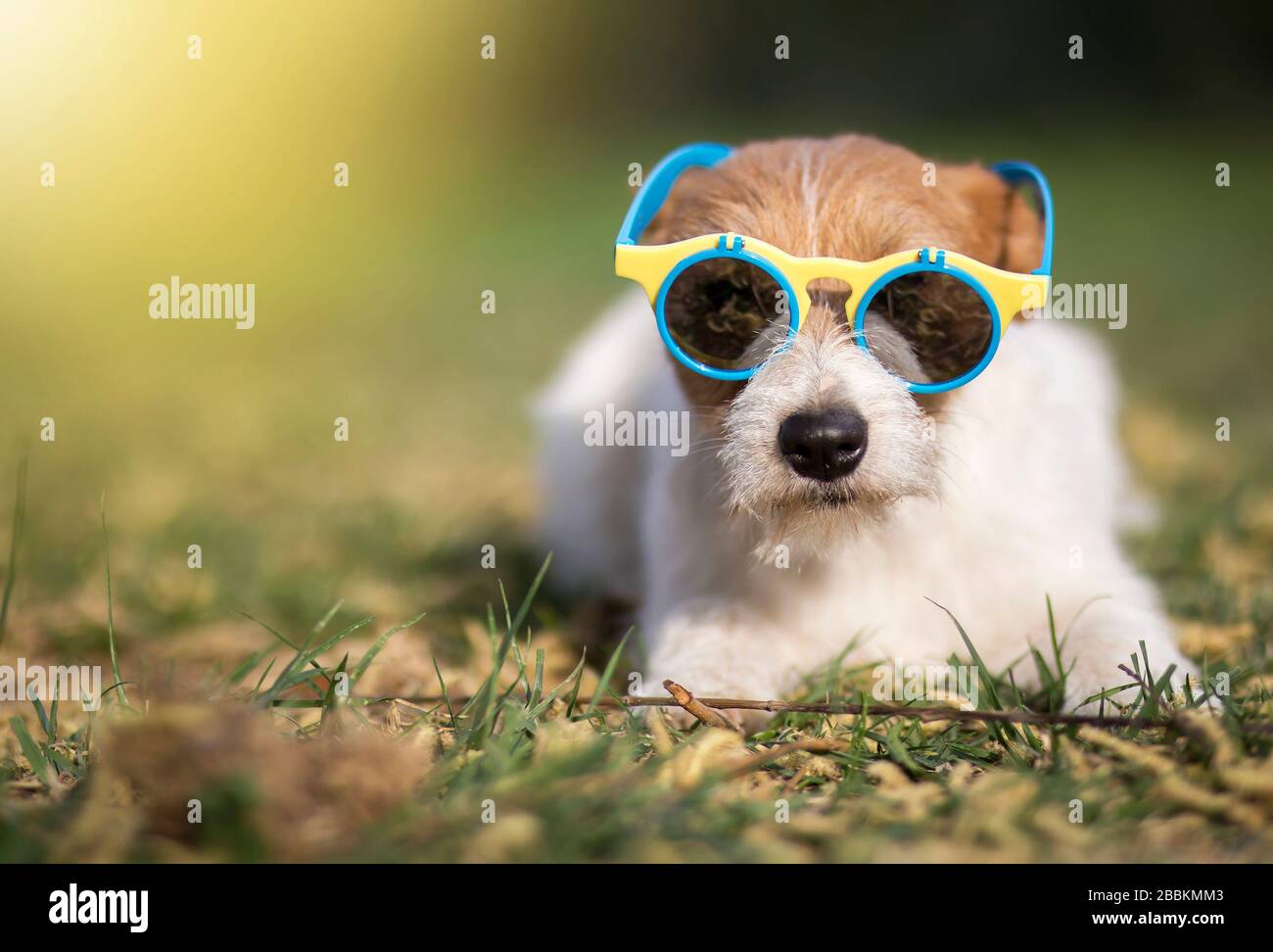 jack russell sunglasses
