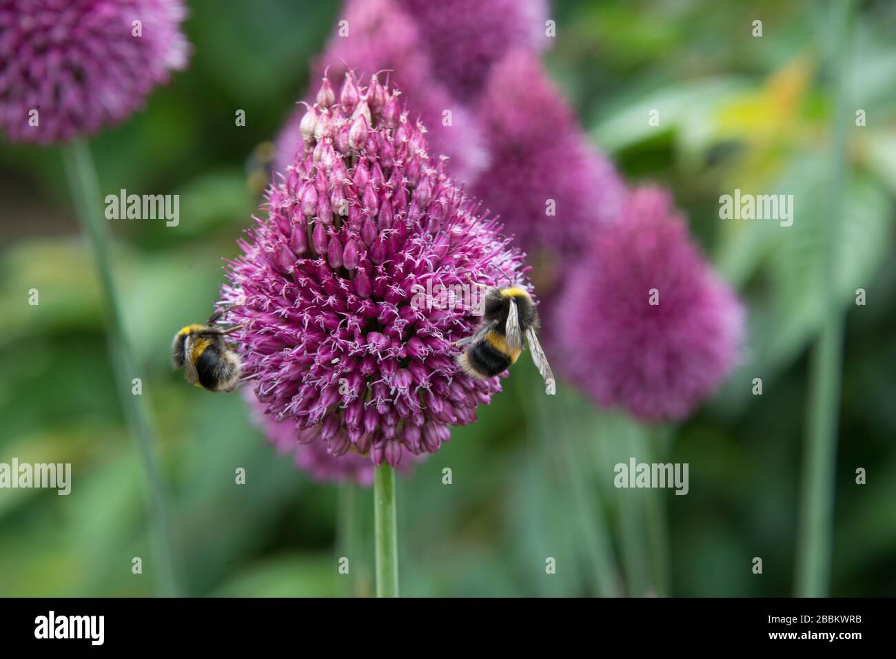 Fauna y flora del Reino Unido. Abejorro en un capullo púrpura de allium. Towcester, Northampton, Reino Unido Foto de stock