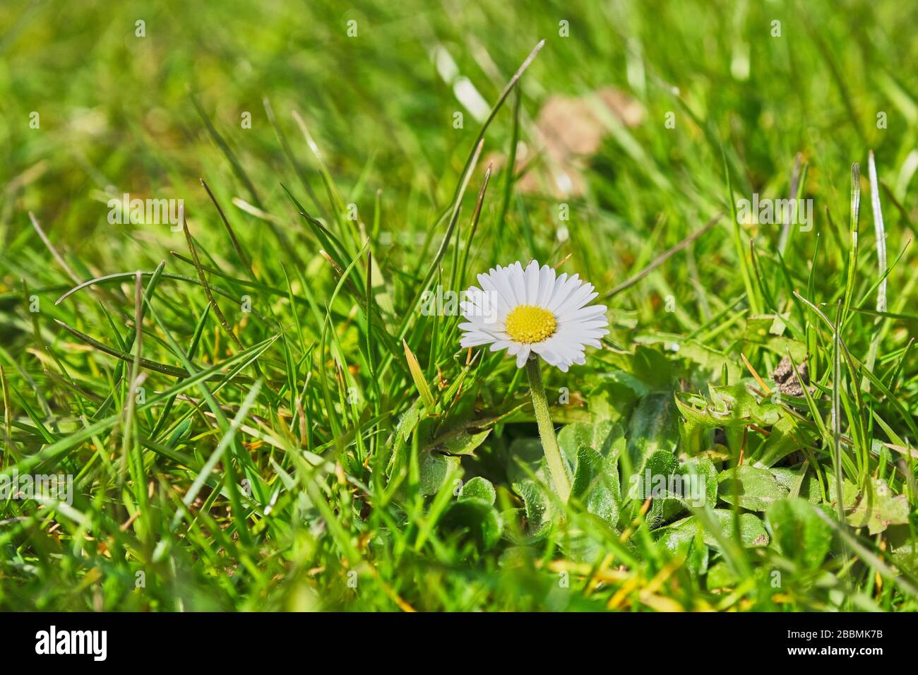 Una sola margarita común Bellis perennis flor contra una gota posterior de hierba en un césped Foto de stock