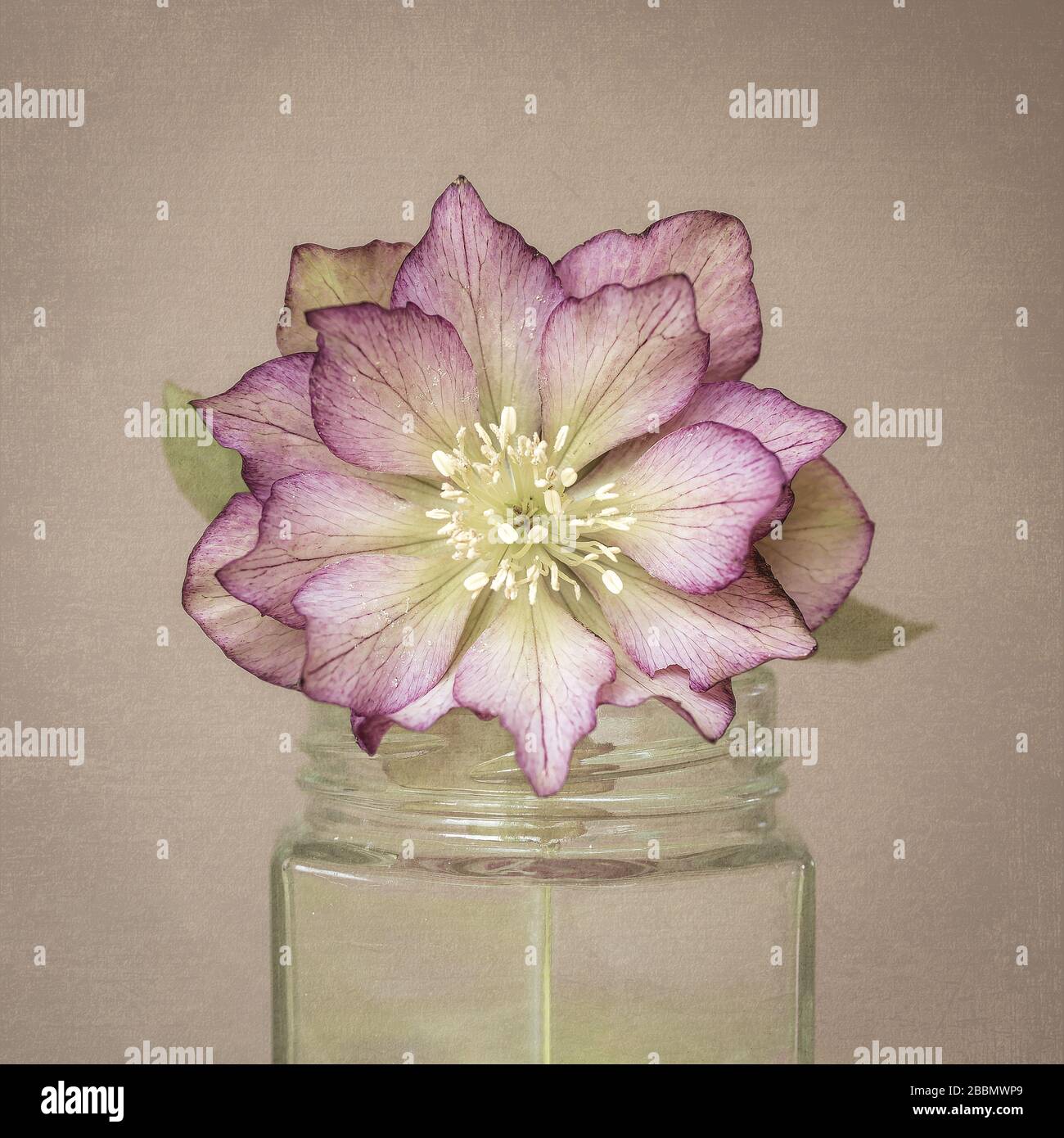 Corte Hellebore en un tarro de vidrio, jardín inglés, Reino Unido Foto de stock