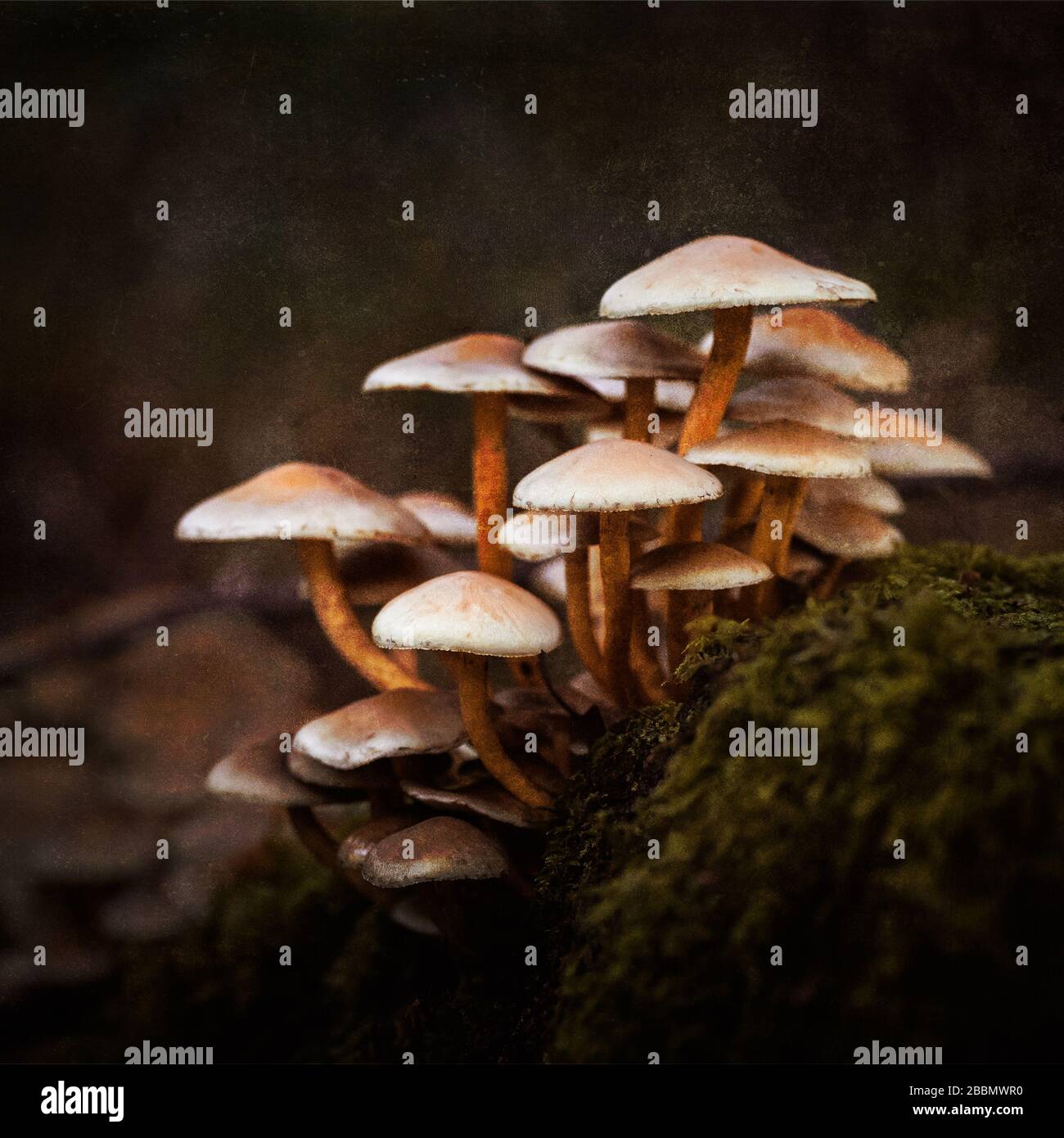 Un grupa de setas silvestres marrones que crecen de un tocón de árbol. Inglaterra, Reino Unido Foto de stock