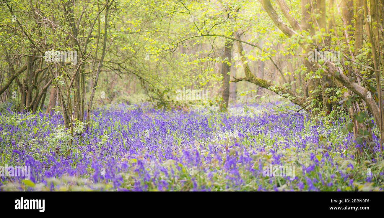 Bosque de Bluebell. Inglaterra, Reino Unido Foto de stock