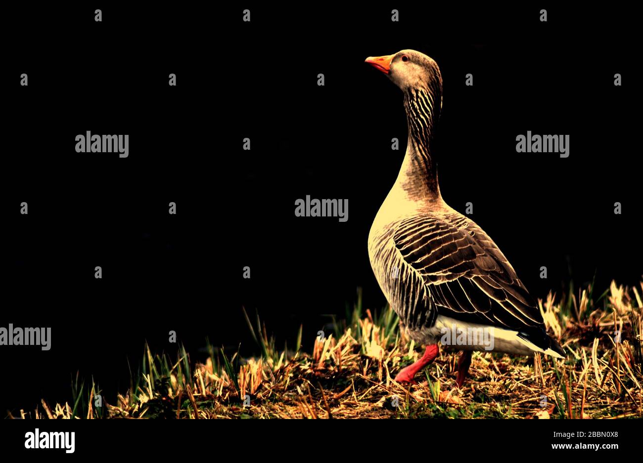 UK Wildlife , ganso canadiense con fondo negro. Stowe, Northamptonshire, Inglaterra Foto de stock