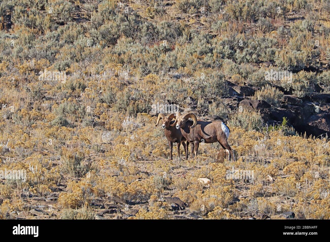 Dos carneros de ovejas de bighorn de las Montañas Rocosas (Ovis canadensis) en la meseta sobre el río Grande cerca de Taos, Nuevo México en otoño Foto de stock