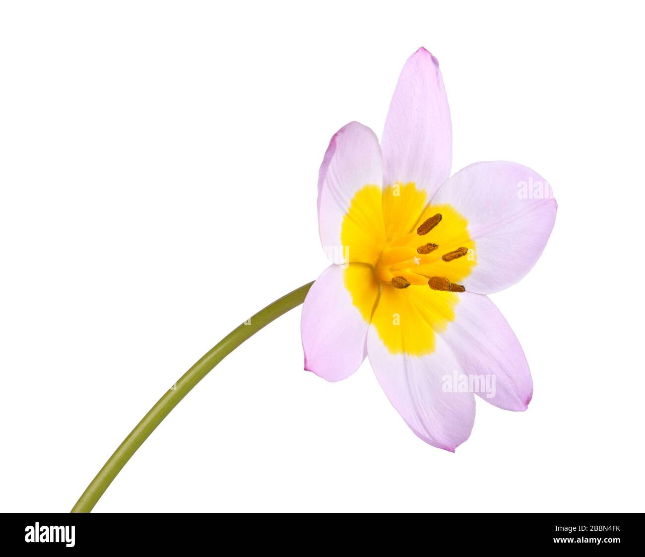 Flor única del cultivo de tulipán rosa y amarillo lila Wonder (Tulipa saxatilis subespecie bakeri) aislada sobre fondo blanco Foto de stock