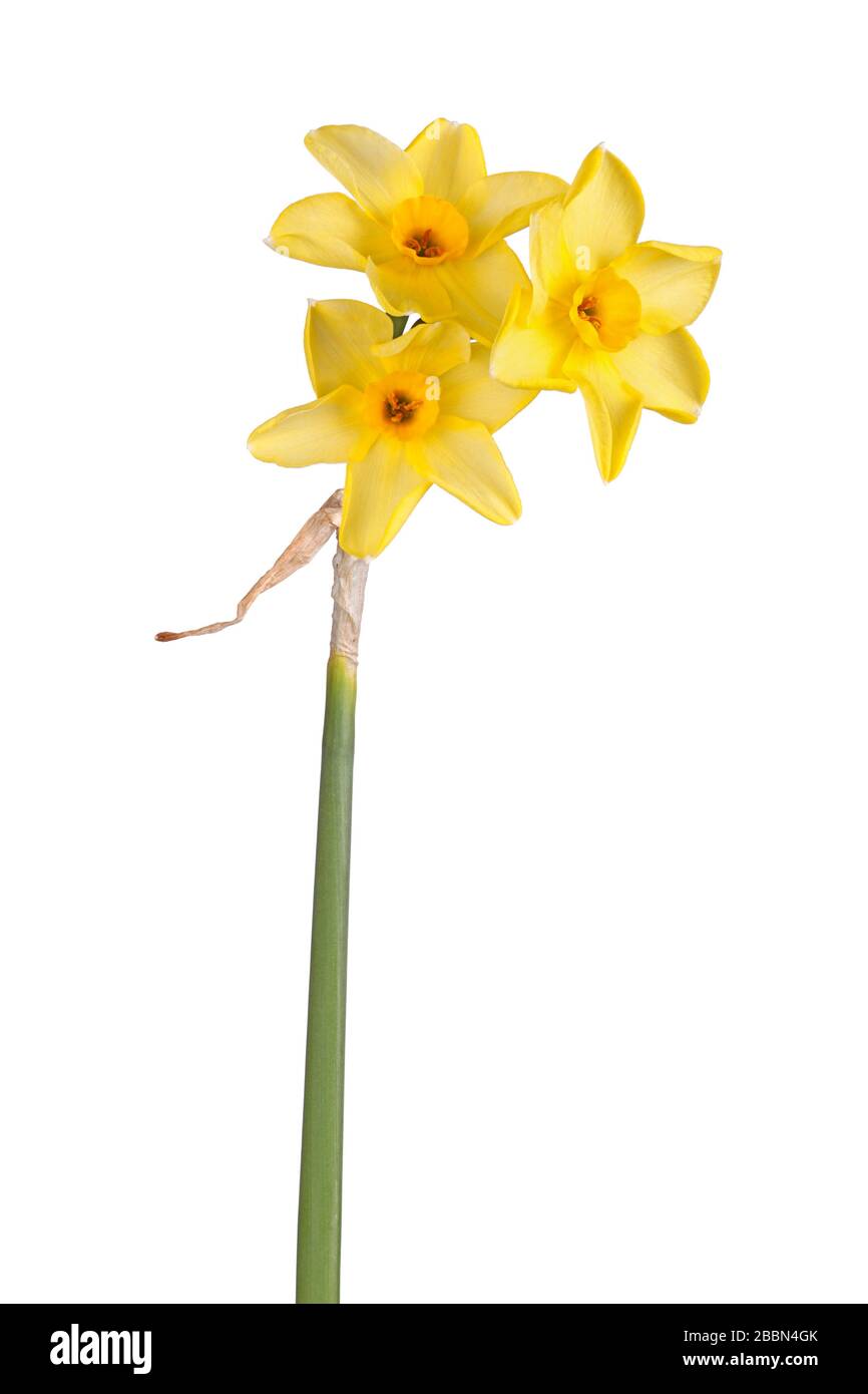 Tallo con tres flores amarillas y anaranjadas de la Narcissus tazetta por N. jonquilla hybrid daffodil cultivar Hoopoe aislado sobre fondo blanco Foto de stock