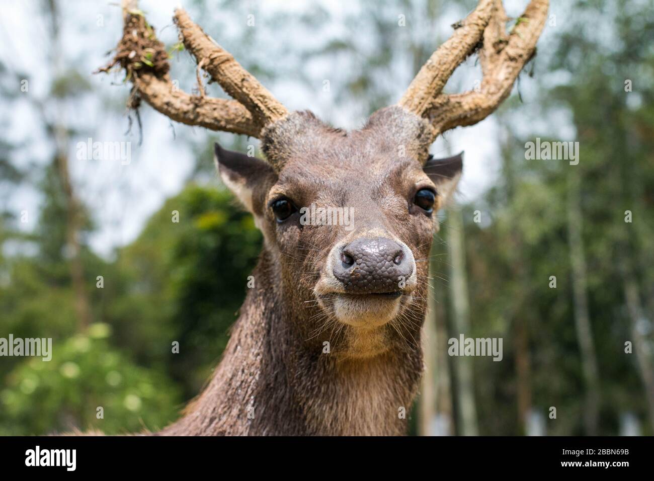 Imagen de cerca de un ciervo macho con cuernos. Una Stag mirando la cámara. Foto de stock