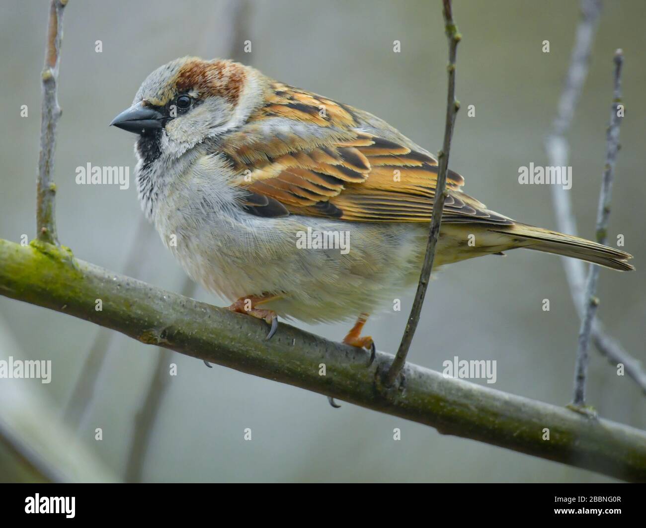 Sieversdorf, Alemania. 30 de marzo de 2020. Un gorrión de la casa (Passer domesticus). Crédito: Patrick Pleul/dpa-Zentralbild/ZB/dpa/Alamy Live News Foto de stock