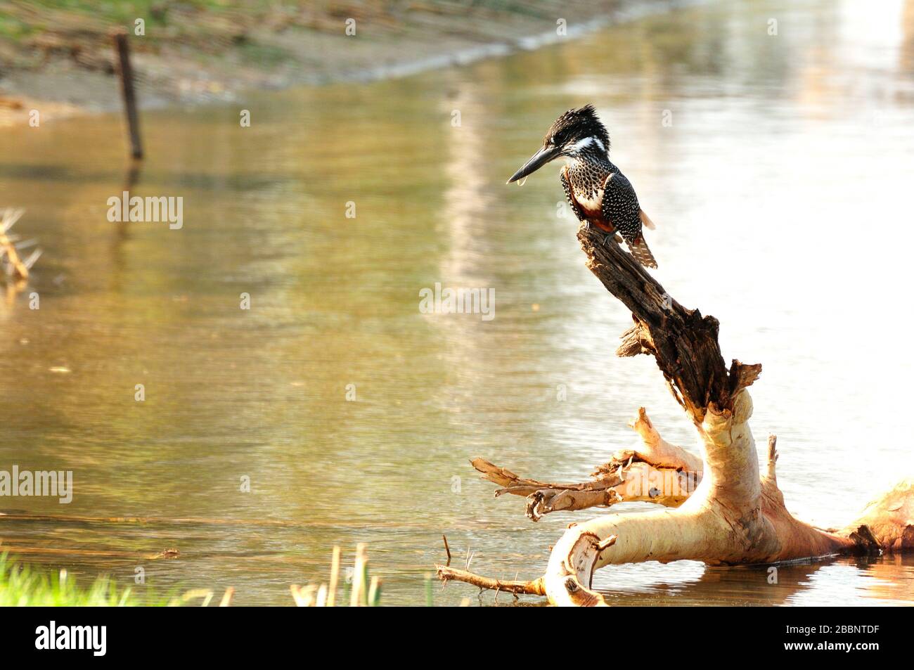 Kingfisher gigante perchando en una rama Foto de stock