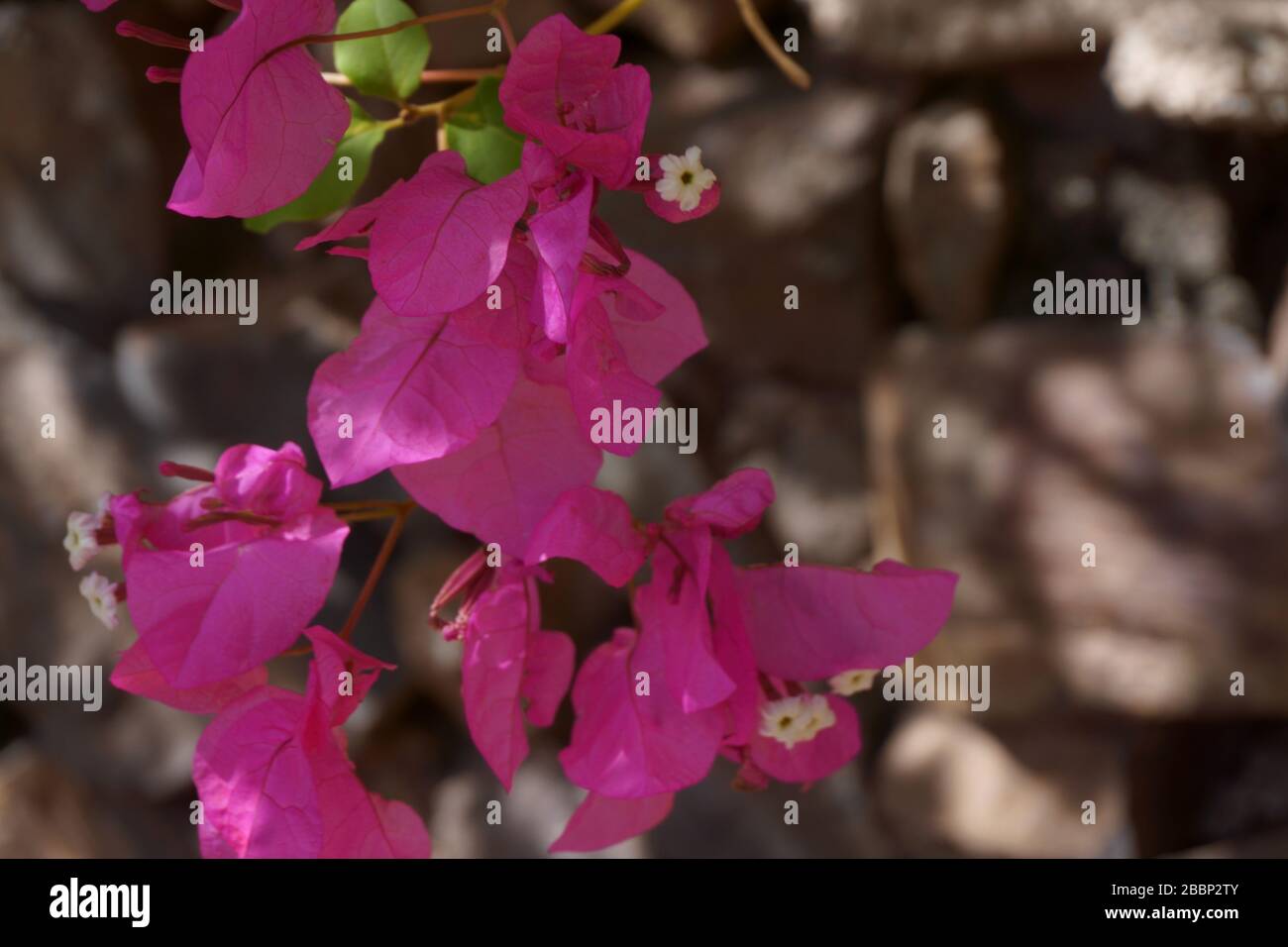 Primer plano de flores de buganvillas rosadas Foto de stock