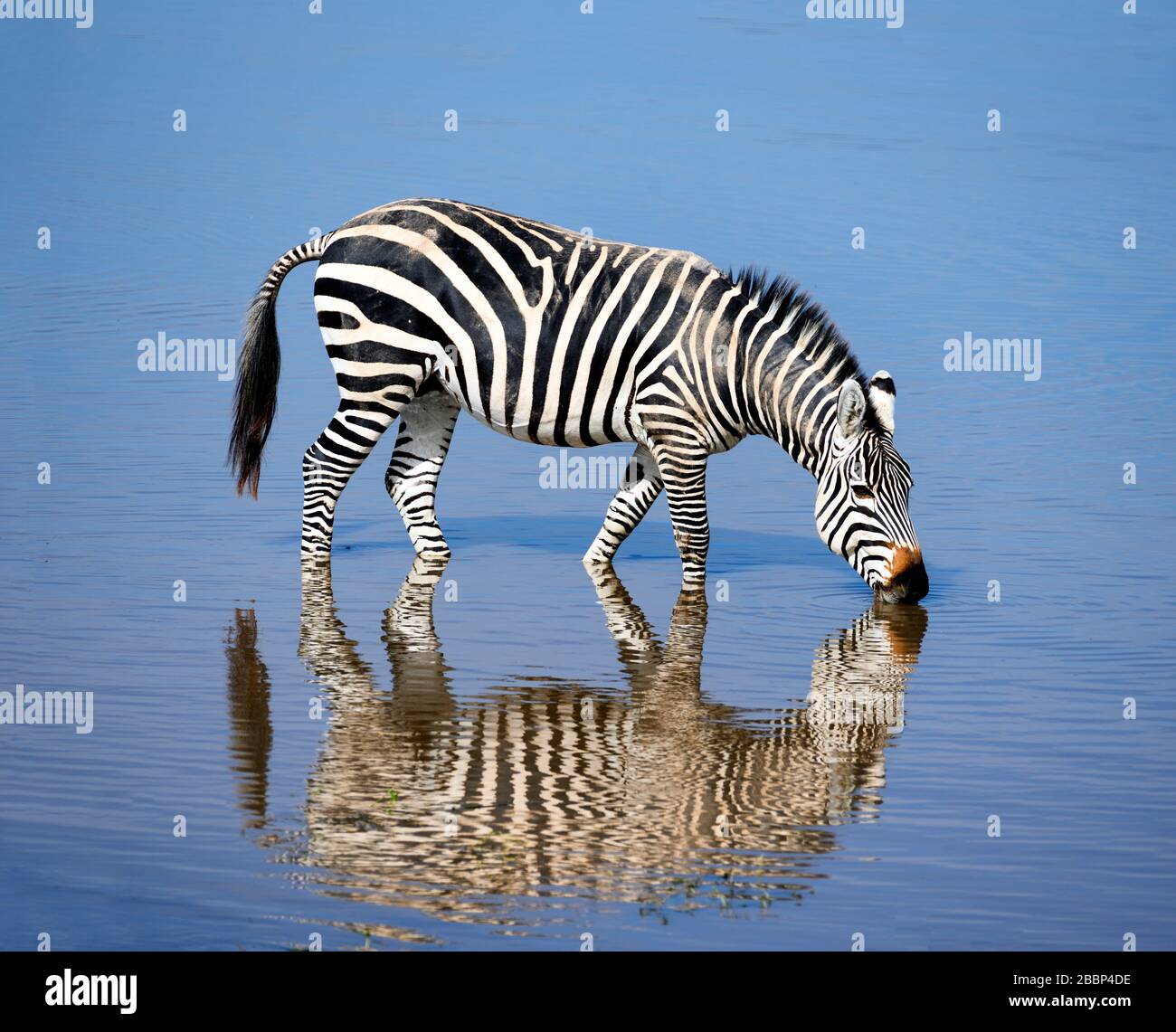 Agua potable de la cebra de Grant (Equus quagga boehmi), Parque Nacional Amboseli, Kenia, África Foto de stock