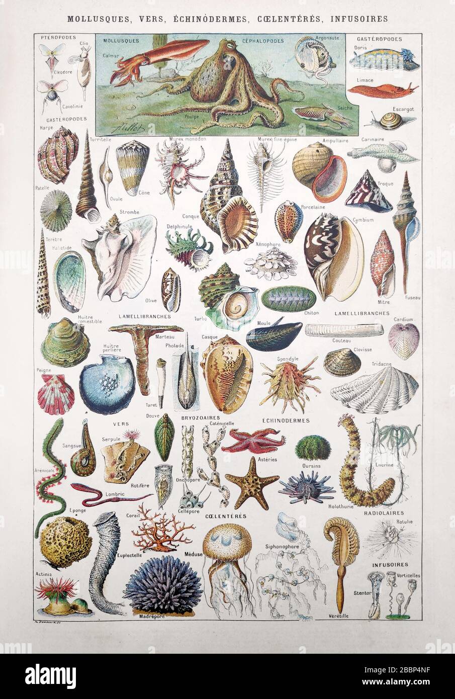 Antigua ilustración sobre la vida marina (moluscos, gusanos, equinodermos, coelenterados e infusoria) de Millot y Demoulin. Foto de stock