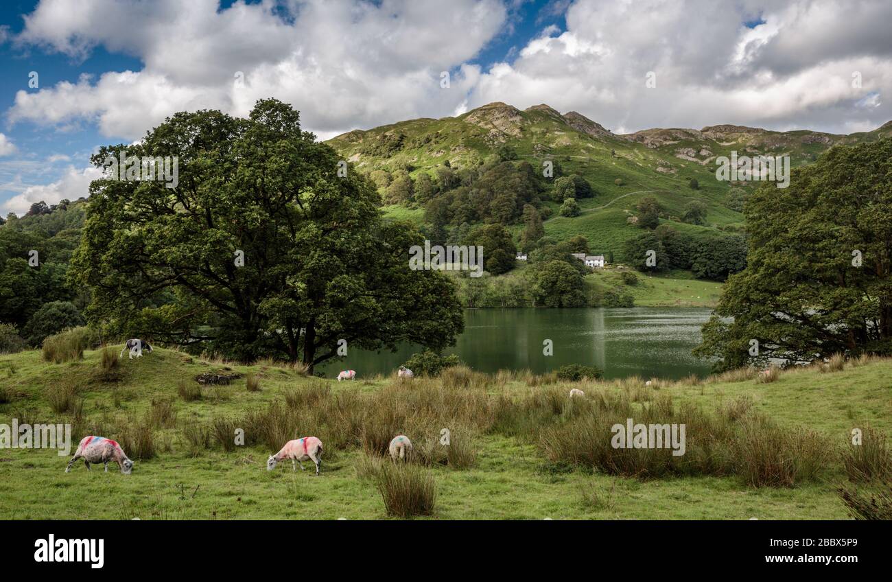 Ovejas pastando junto a Loughrigg Tarn en verano, Lake District National Park, Cumbria, Inglaterra Foto de stock