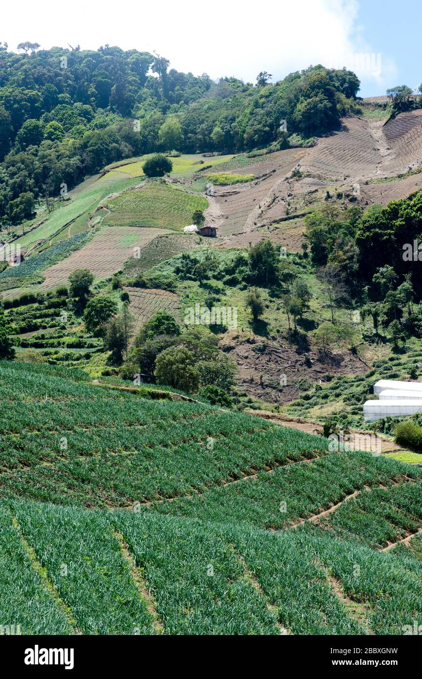 Volcan Baru (Volcán Baru) campos agrícolas cerca de Volcan en el noroeste de Panamá Foto de stock