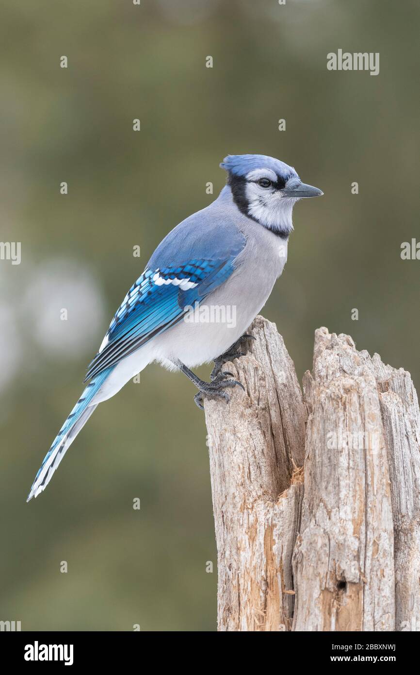 Eastern Blue Jay (Cyanocitta cristata), forrajeo de alimentos, Invierno, América del Norte, por Dominique Braud/Dembinsky Photo Assoc Foto de stock