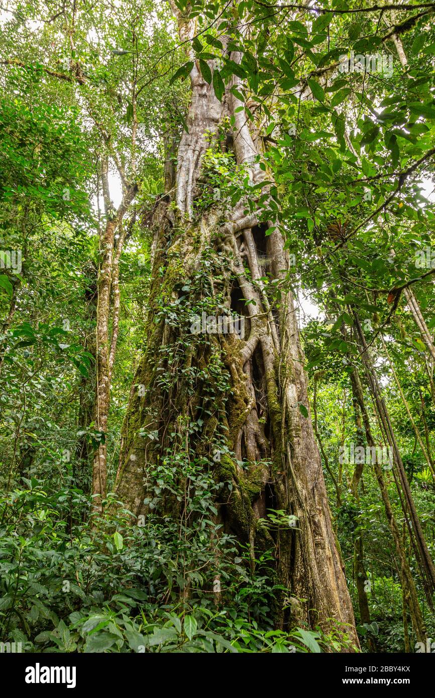 Gran árbol de higuera (Ficus costaricana) en el Refugio de vida Silvestre Curi Cancha en Monteverde, Costa Rica. Foto de stock