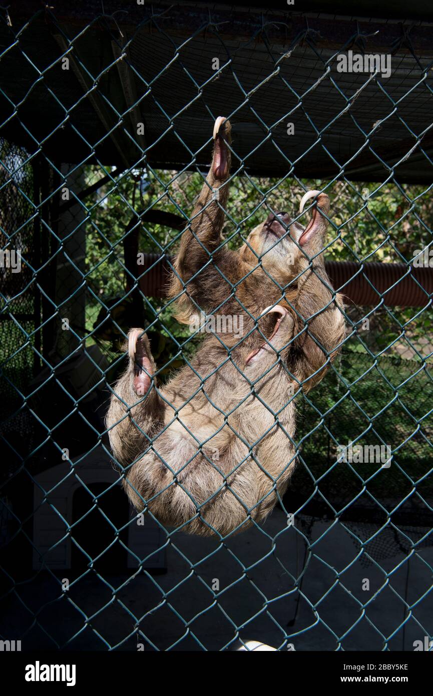 Sloth (Choloepus hoffmanni), de dos dedos de Hoffmann, en una jaula en el oeste de Panamá Foto de stock