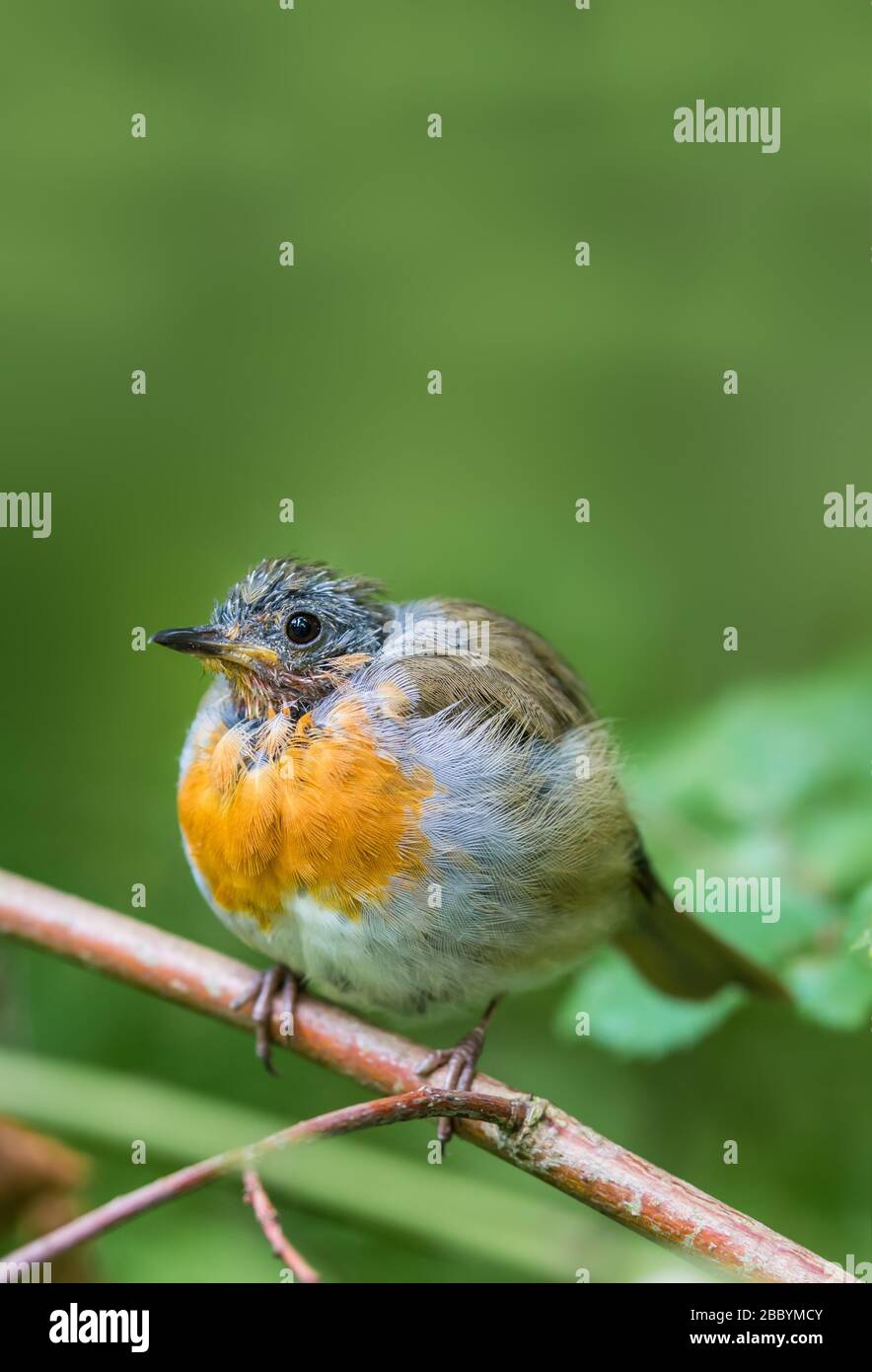 Robin (Erithacus rubecula) en la muda, encaramado en una ramita en verano en West Sussex, Reino Unido. Petirrojo moliendo, perdiendo plumas. Espacio de copia vertical. CopySpace. Foto de stock
