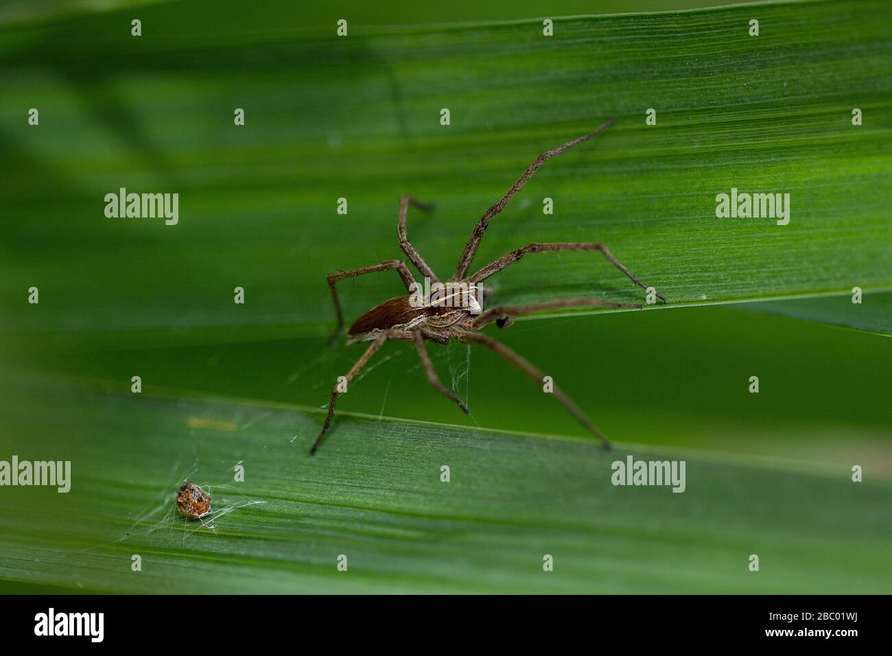 Araña de la Web del vivero (Pisaura mirabilis) en una hoja de la caña. Foto de stock