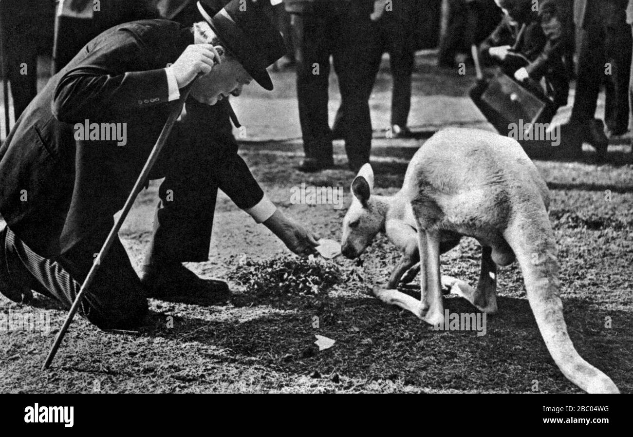 Winston Churchill alimentando a un canguro llamado 'Dugger', presentado por los accionistas australianos, en el zoológico de Londres en Regents Park. 10 de septiembre de 1947. Foto de stock