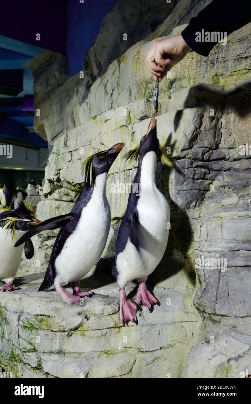 Un día con los aprendices en el zoológico Hellabrunn: Alimentar a los pingüinos. [traducción automática] Foto de stock