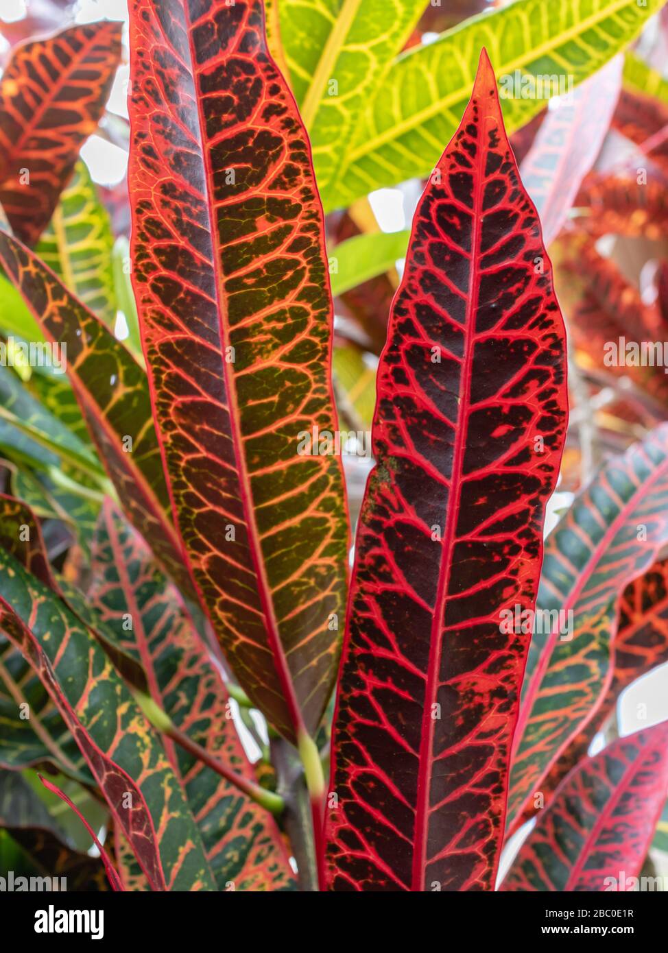 Hoja rojiza de la planta perenne del género Codiaeum de la familia Euphorbiaceae, Areal, Río de Janeiro, Brasil Foto de stock