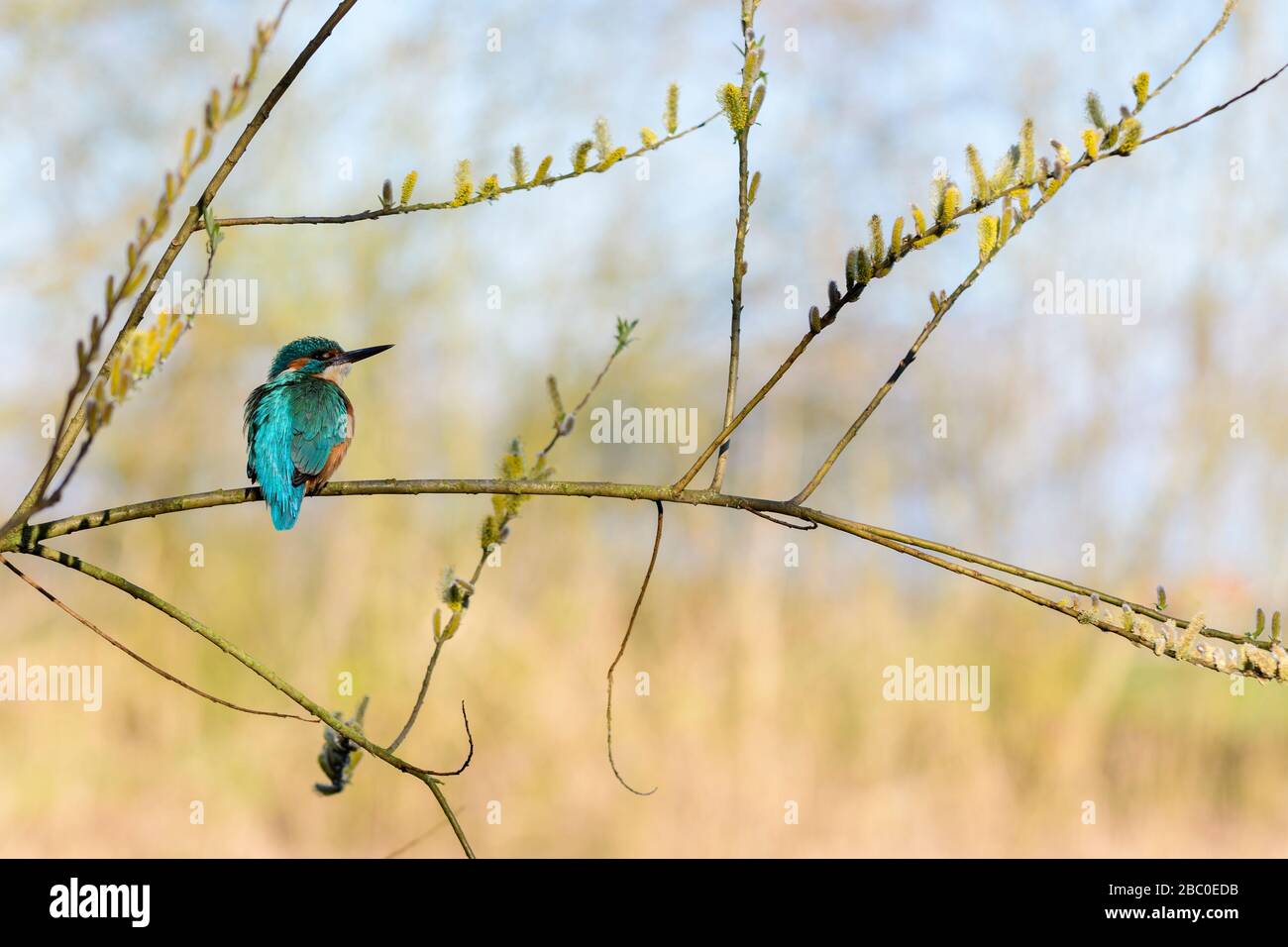 Kingfisher en primavera en un sauce árbol con las catenetas de flor amarilla Foto de stock