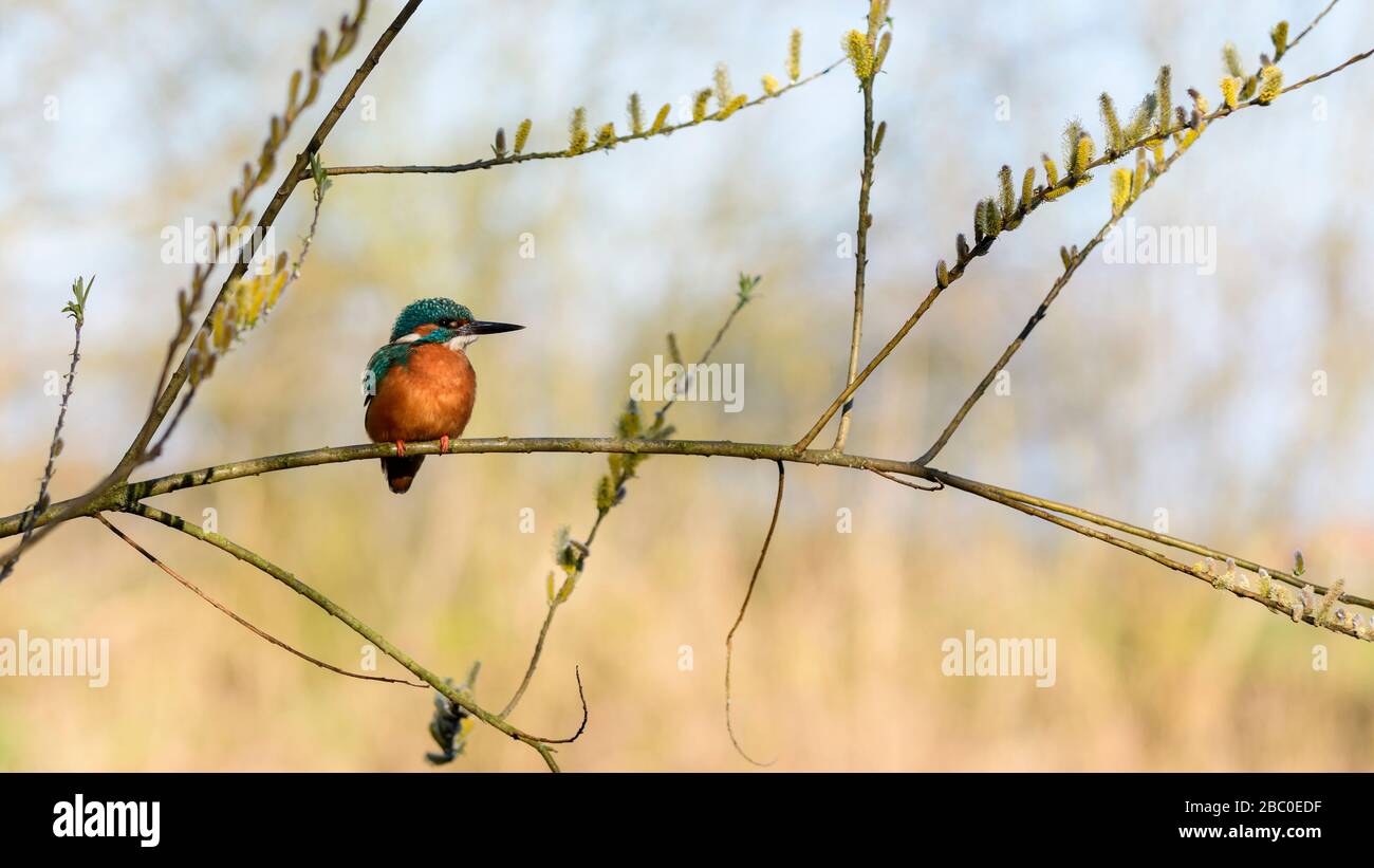 Kingfisher en primavera en un sauce árbol con las catenetas de flor amarilla Foto de stock