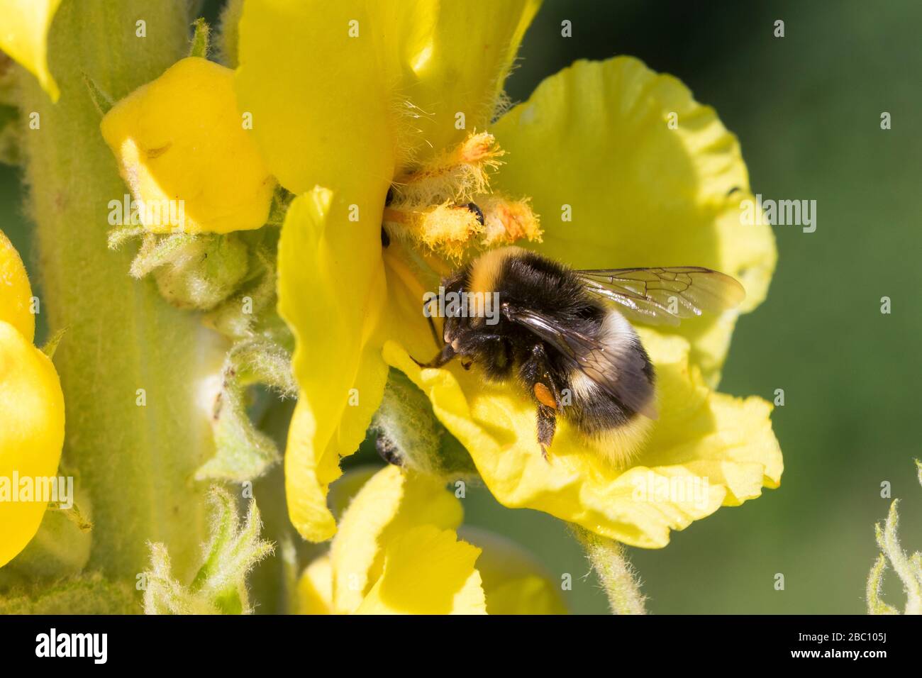 Erdhummel, ERD-Hummel, Weibchen, Blütenbesuch an Königskerze, Verbascum, mit Pollenhöschen, Bombus spec., Bombus, abejorro, wahrscheinlich Bombus lu Foto de stock
