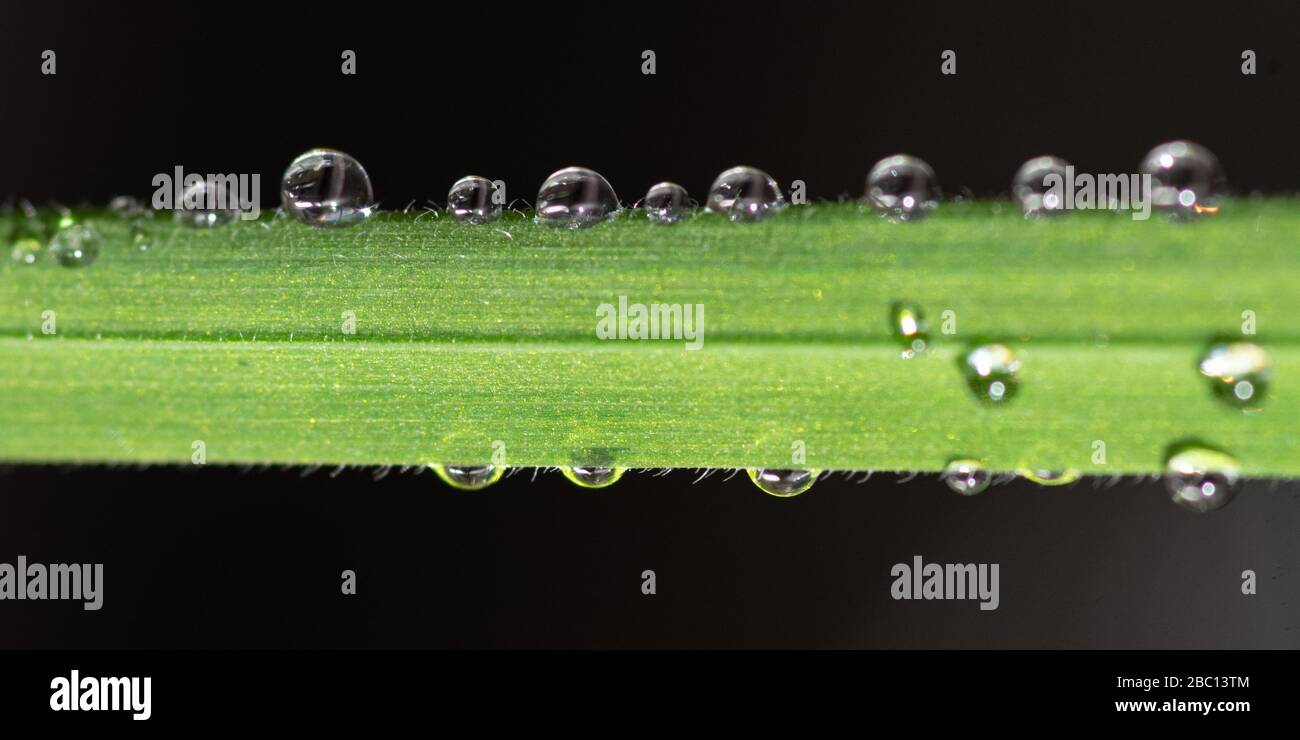 Primer plano de hierba verde con gotas de rocío sobre fondo negro. Inglaterra Reino Unido Foto de stock