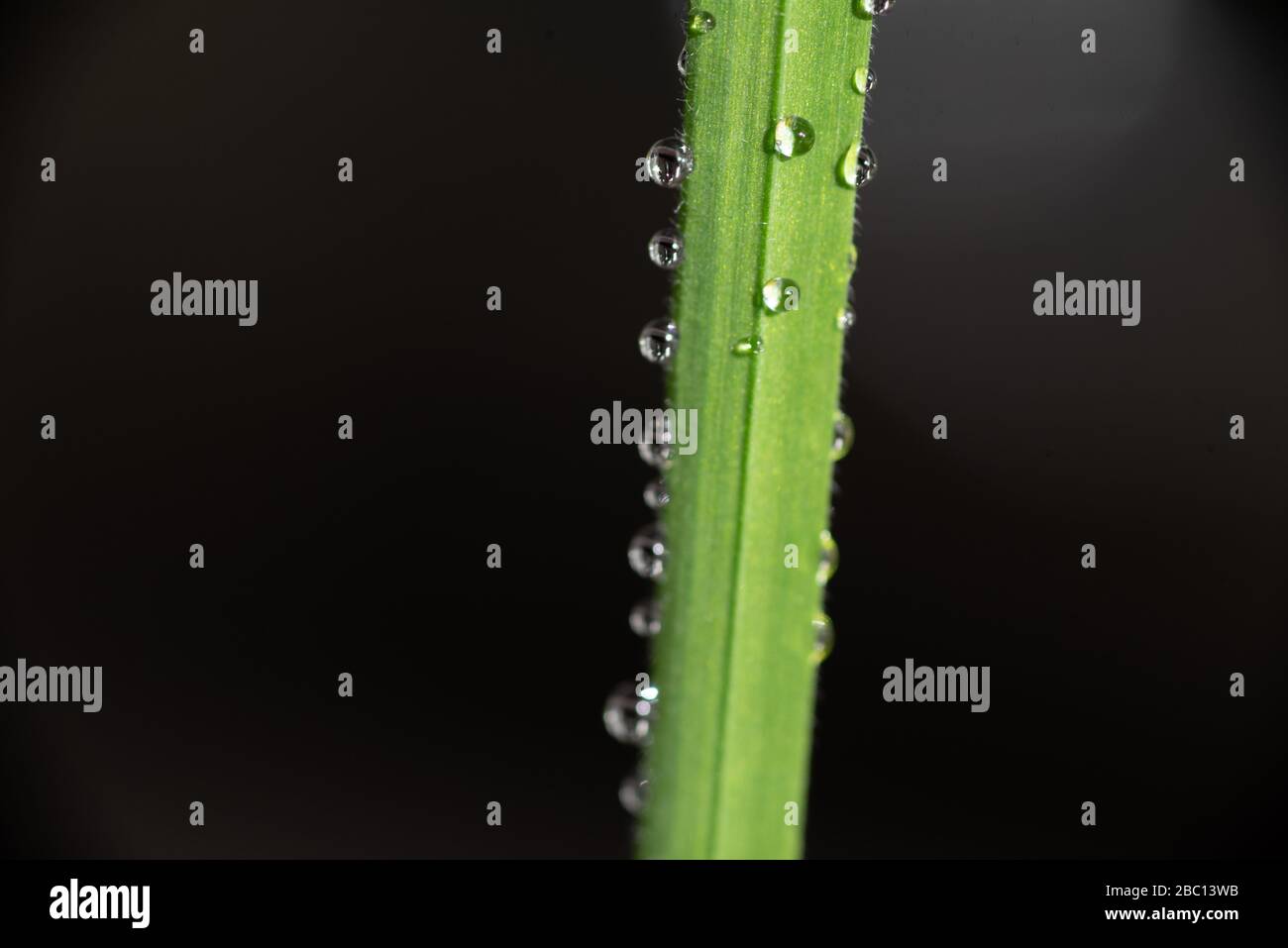 Primer plano de hierba verde con gotas de rocío sobre fondo negro. Inglaterra Reino Unido Foto de stock