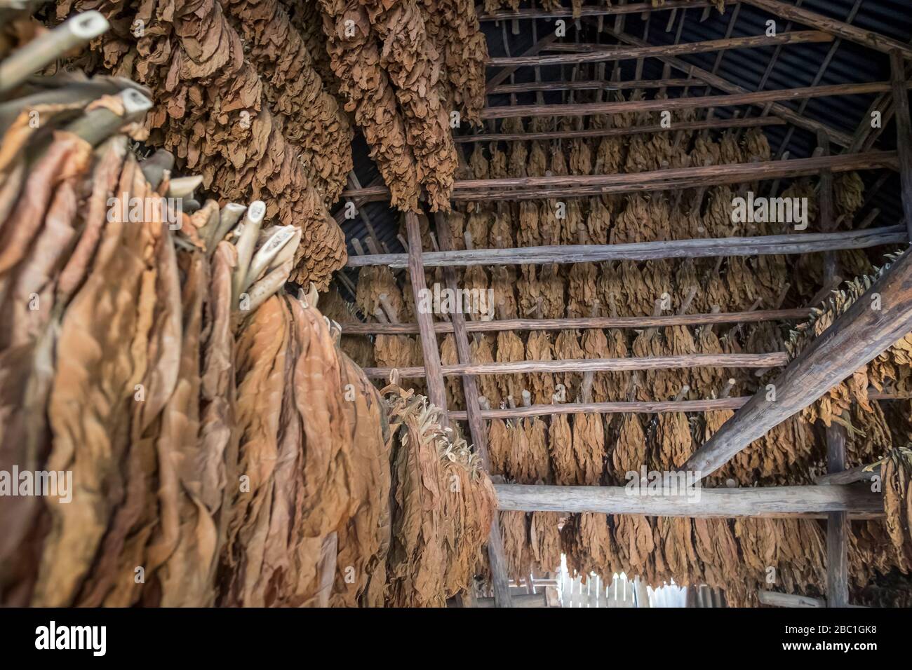 Hileras de hojas de tabaco secas, Valle de Vinales, Cuba Foto de stock