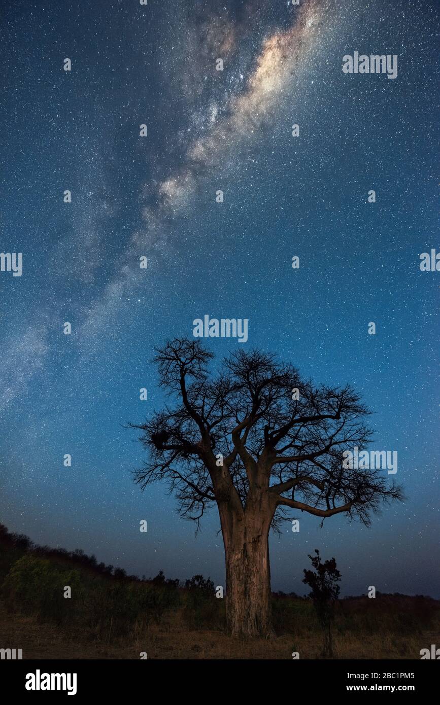Una fotografía vertical del cielo nocturno de la vía Láctea, del centro galáctico que se levanta sobre un antiguo baobab, tomada en la concesión Pafuri del Kruger Na Foto de stock