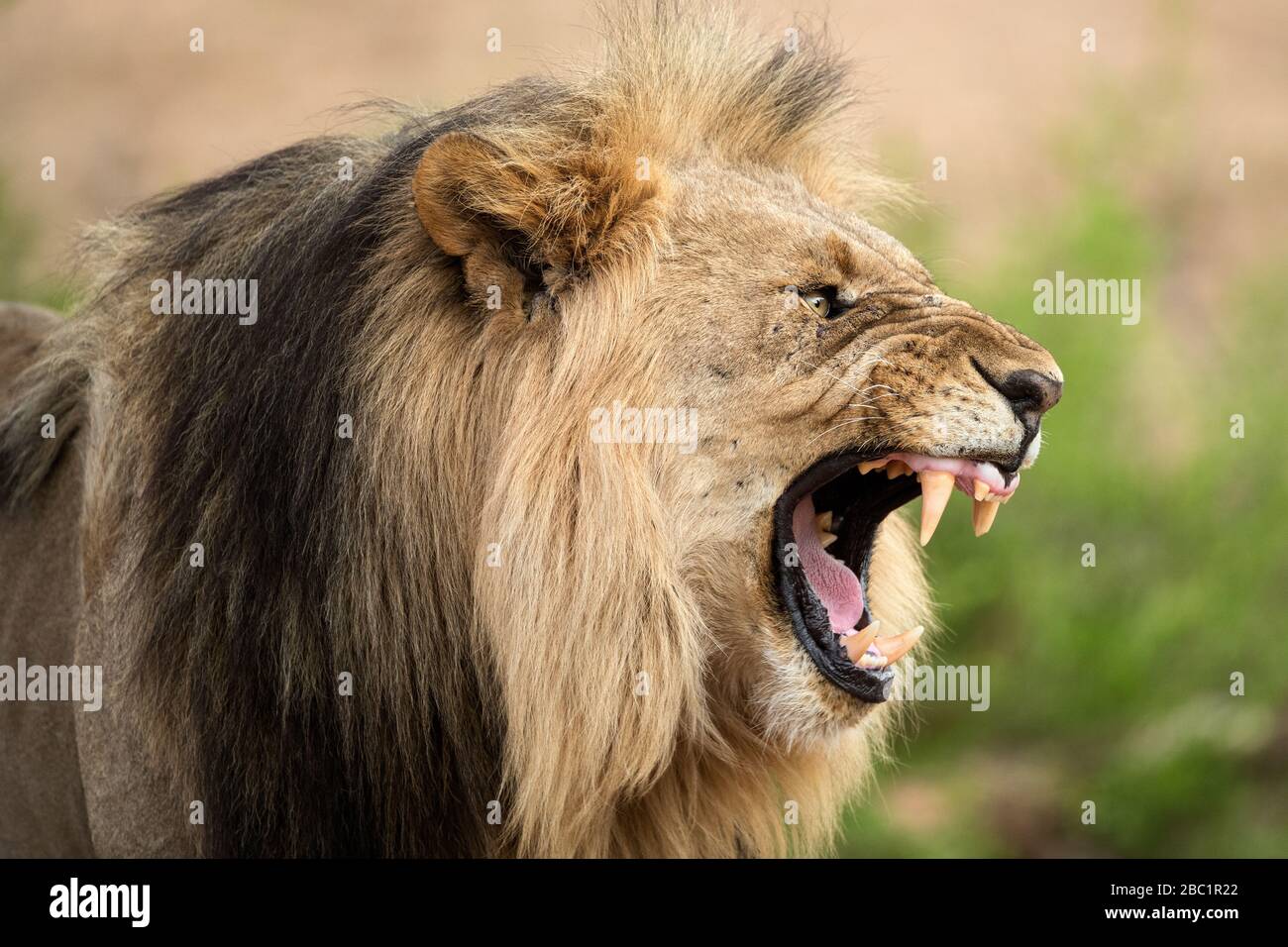 Un retrato de perfil dramático de un león macho gruñendo, con la boca abierta y los dientes paridos, tomado en la Reserva de Caza Madikwe, Sudáfrica Foto de stock